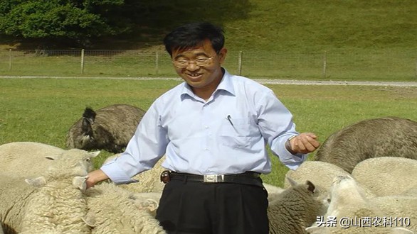 羊羔脐带炎最佳治疗方法,羔羊脐炎怎么办