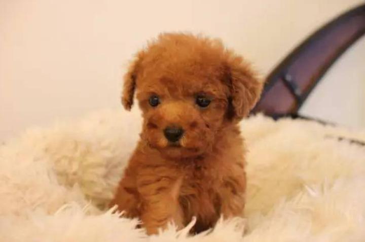 泰迪三个月大需要吃钙吗,泰迪能补钙吗