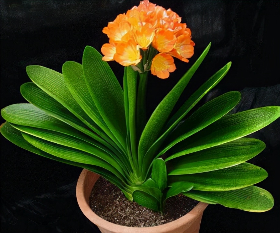 生活中常见的花语大全,生活中常见花卉花语