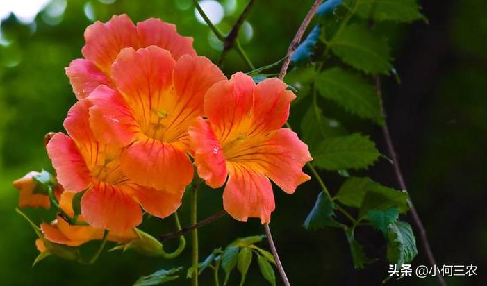 小红花移栽的方法,红花倒水莲种植