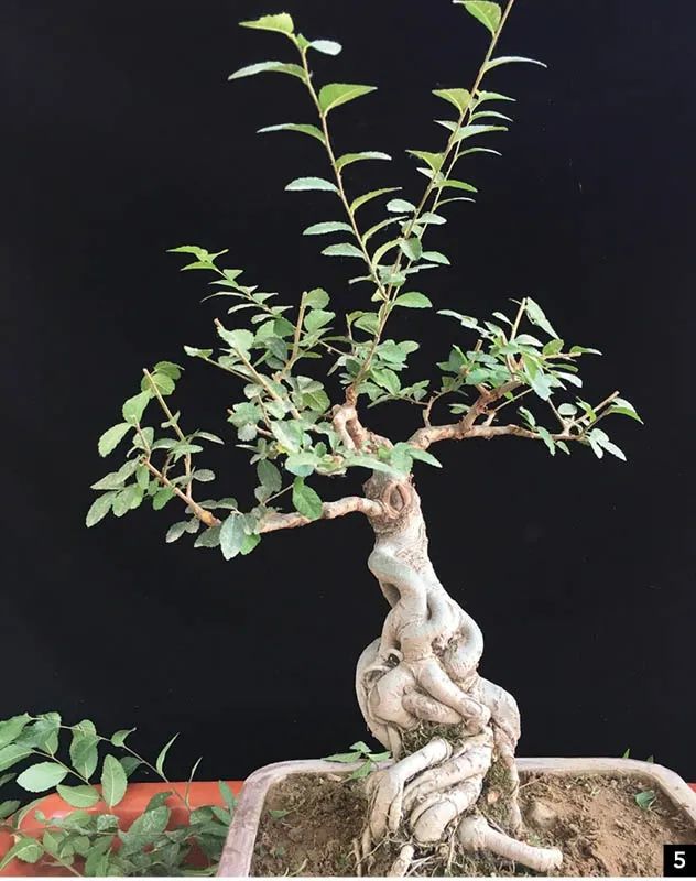 如何对盆景进行正确的修剪,盆景修剪造型入门视频