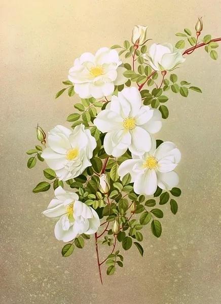 东野圭吾新参者语录,东野圭吾新参者讲了什么