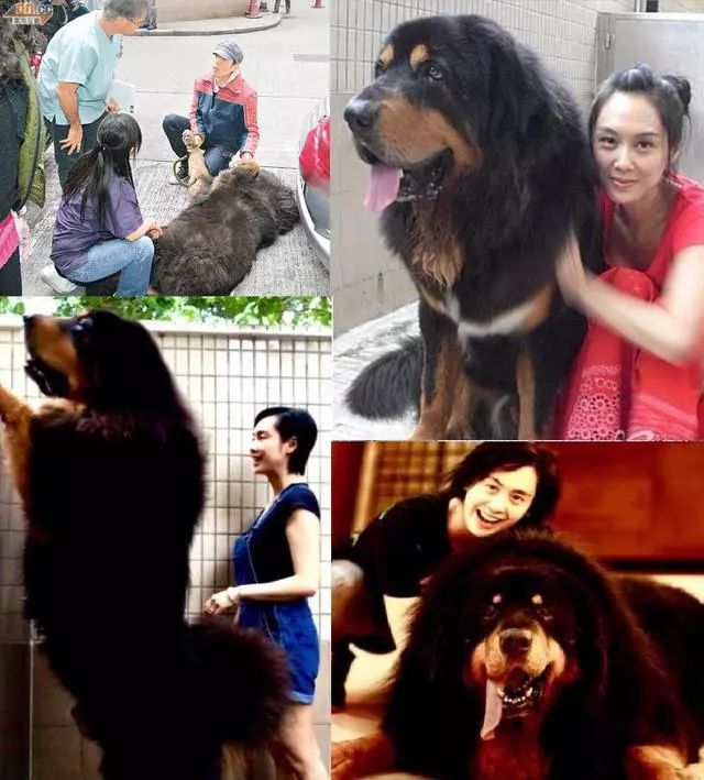 胡歌养的5只什么猫,胡歌的宠物猫