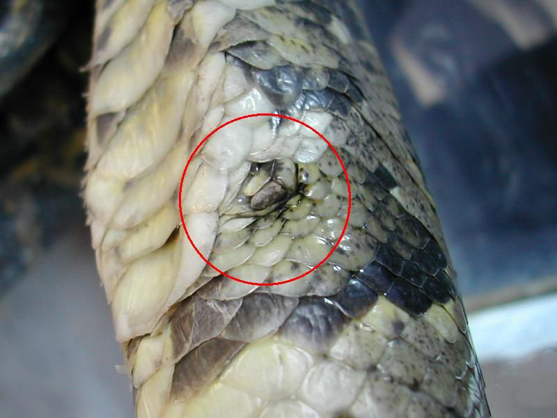 蟒蛇吞到大鹅,蟒蛇吞了一只鹅