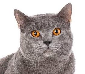 英短猫长大后是什么样的,英短猫的成长大小跟什么有关