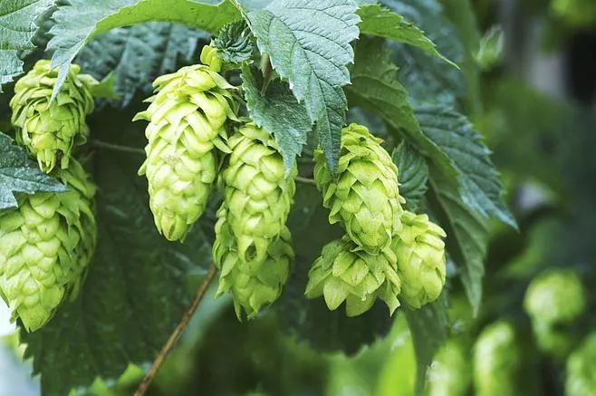 啤酒加足球——文化名城慕尼黑，德国经济竞争力第一的城市