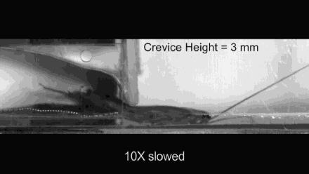 科学简单的方法解决蟑螂,科学治理蟑螂步骤