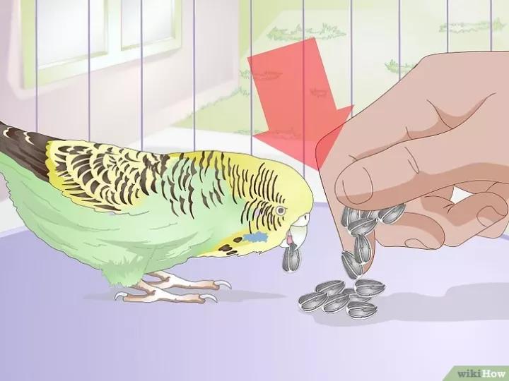 外国虎皮鹦鹉喂养视频,两个月的虎皮鹦鹉喂养