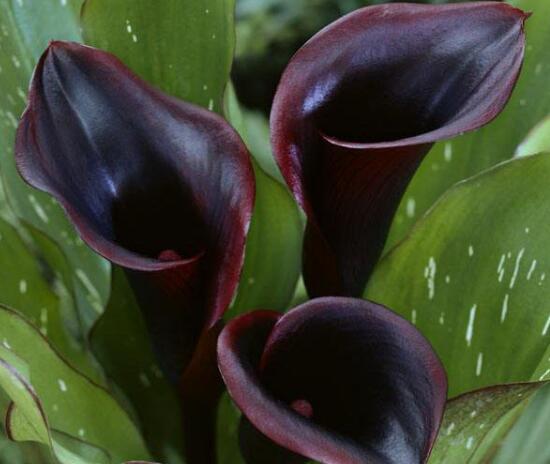 马蹄莲品种及图片欣赏大全,马蹄莲的品种及名称图片大全