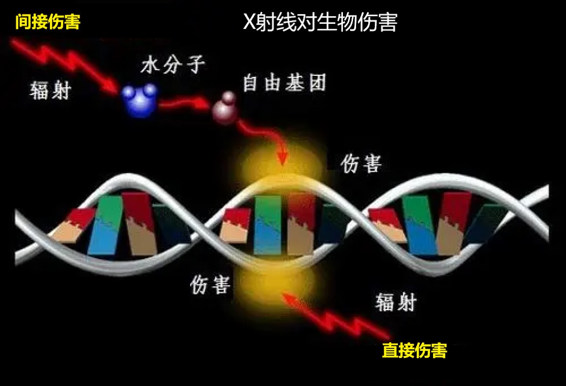 什么是X射线，它是如何被发现的，对人类有多大影响？