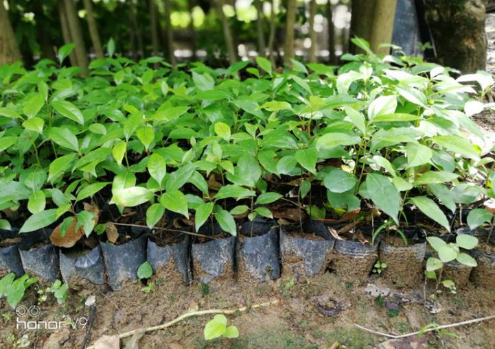 香樟苗培育,香樟种植管理技术