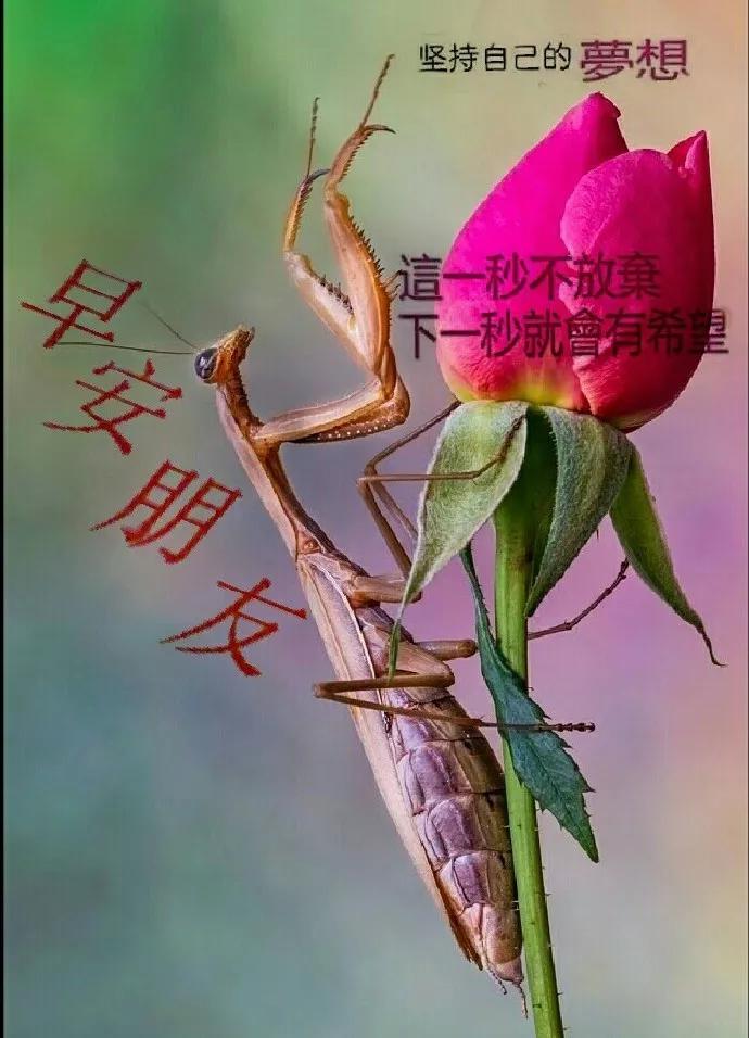 走在路上,要么独自闯荡,要么紧随人后,早安