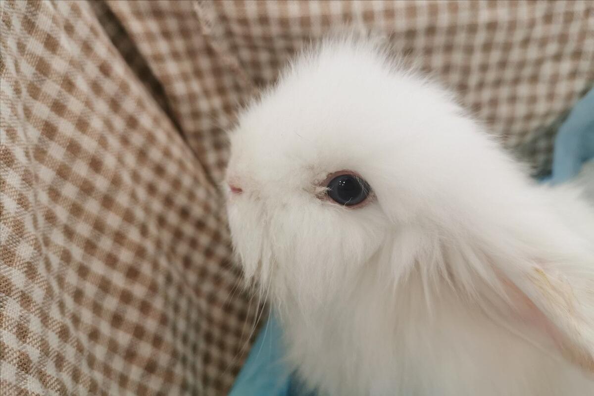 兔子的脚趾甲流血了怎么办,兔子脚指甲剪出血怎么办