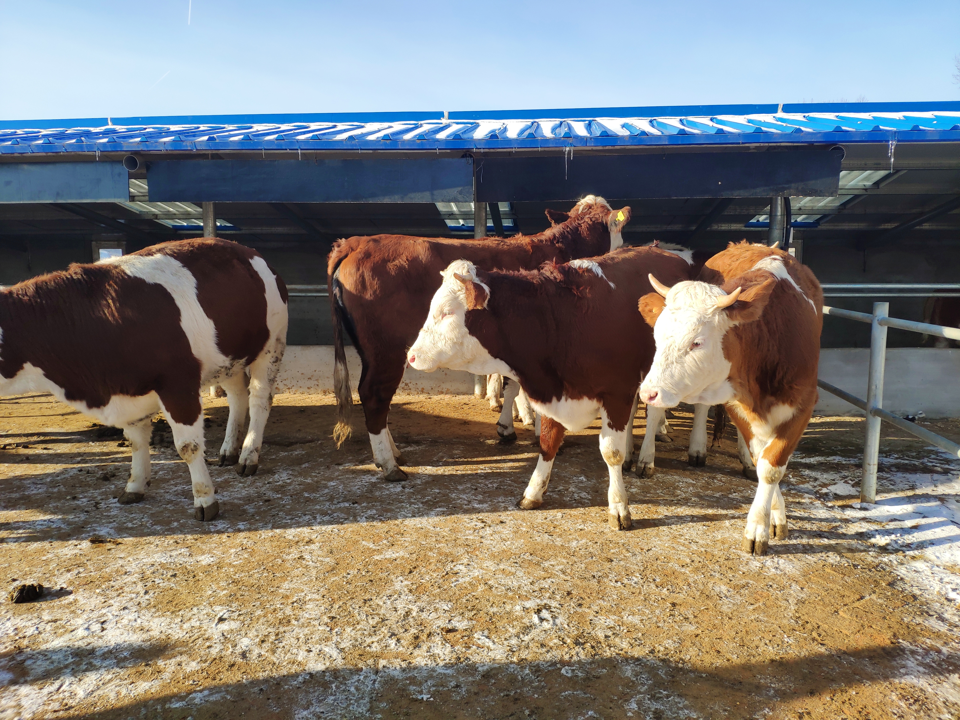 我国的养牛业发展，前景依旧很广阔，今年的牛肉缺口将进一步加大