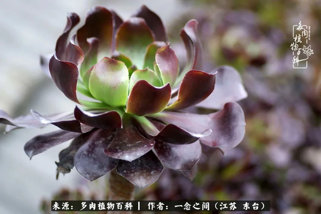 一见多肉误终生,一见多肉误终生从此钱包成路人