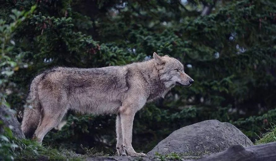 濒危灰狼为了交配，两年奔走14000公里，最后以悲剧告终