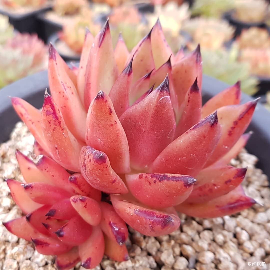 韩国大棚多肉,肉叔带你走遍韩国多肉大棚