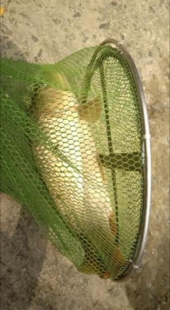 新手选鱼竿怎么选,新手怎么选鱼竿最合适