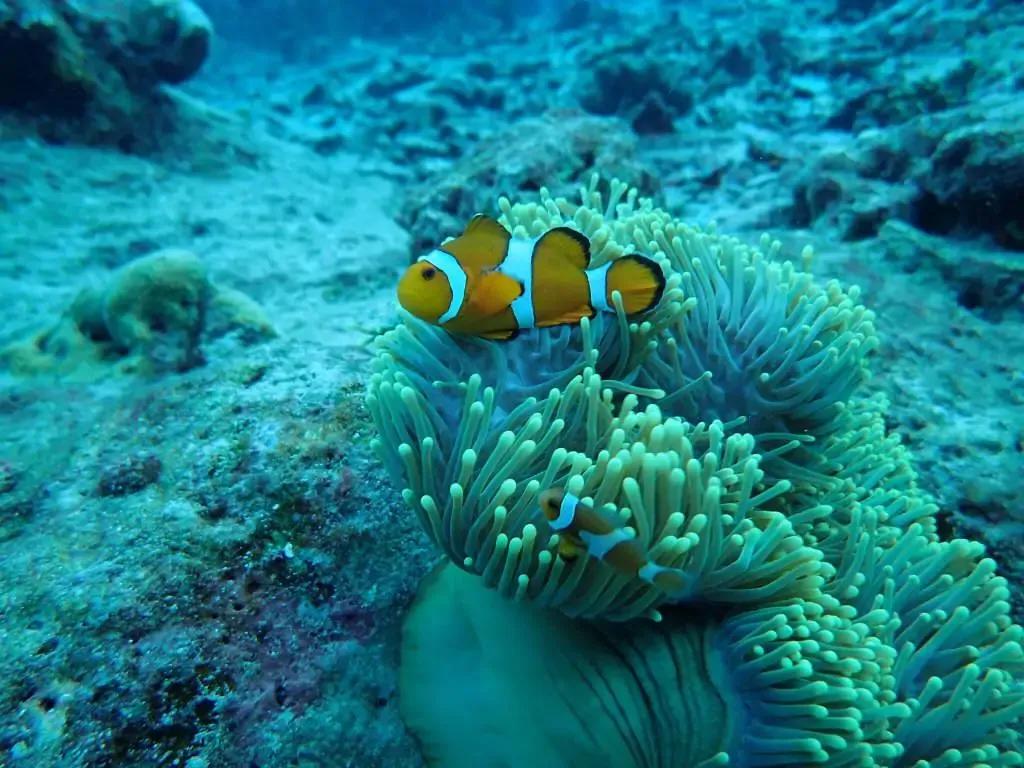 泰国普吉岛十大潜水景点排名第一,泰国斯米兰潜水推荐