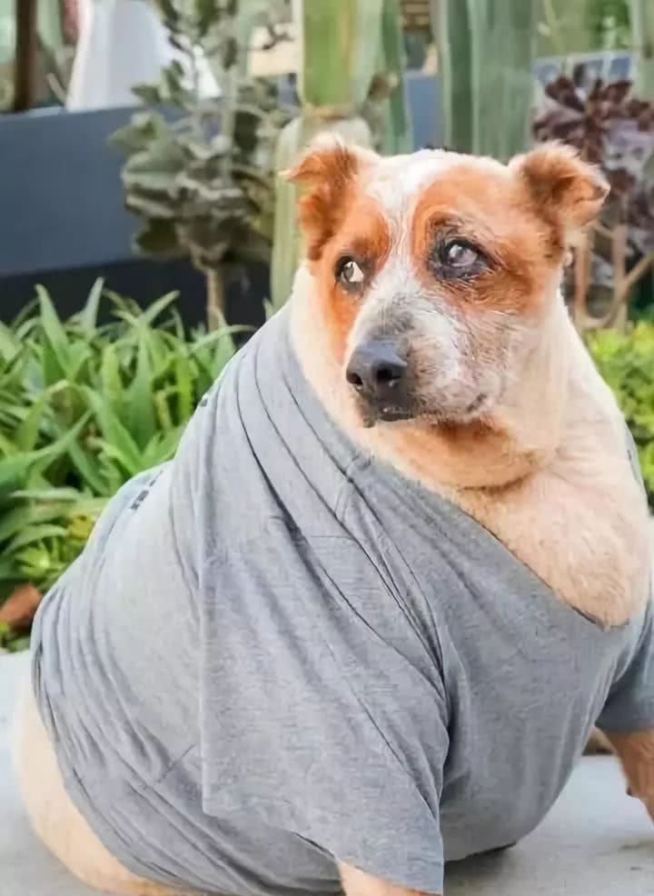 狗狗喂得过饱有什么坏处,辟谣狗狗不能吃盐会有泪痕