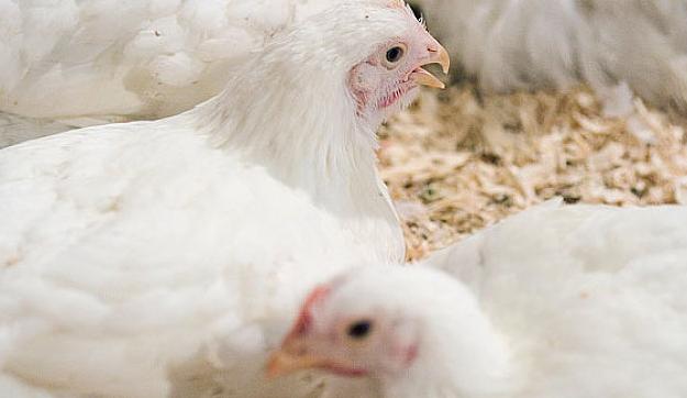 养鸡快速化痰的方法,养鸡就怕公鸡叫怎么办