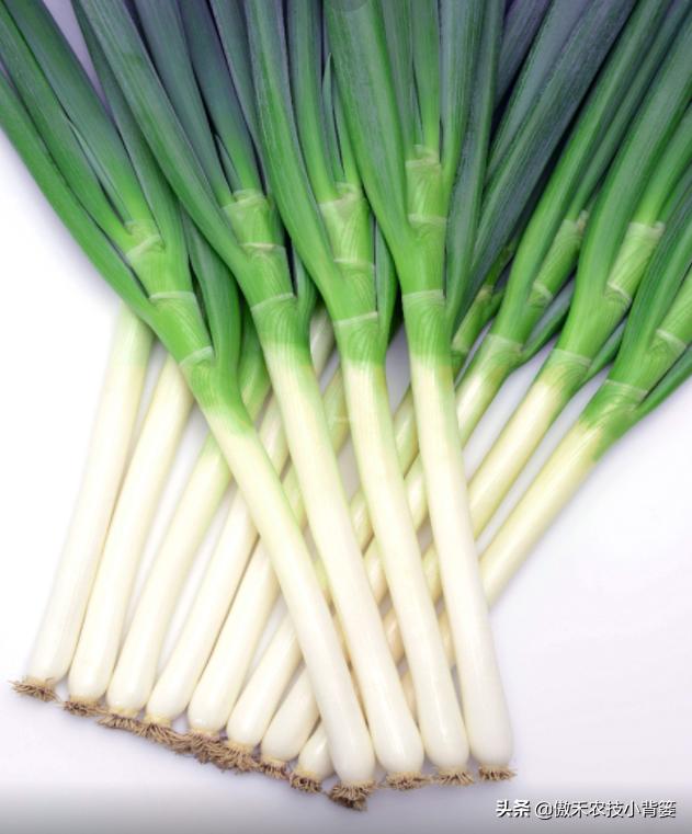 怎样种出大葱,如何种出来的大葱甜不辣