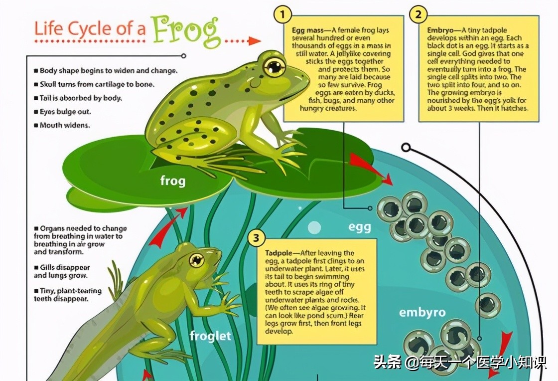 一直打嗝怎么快速止嗝,一直打嗝如何快速止嗝