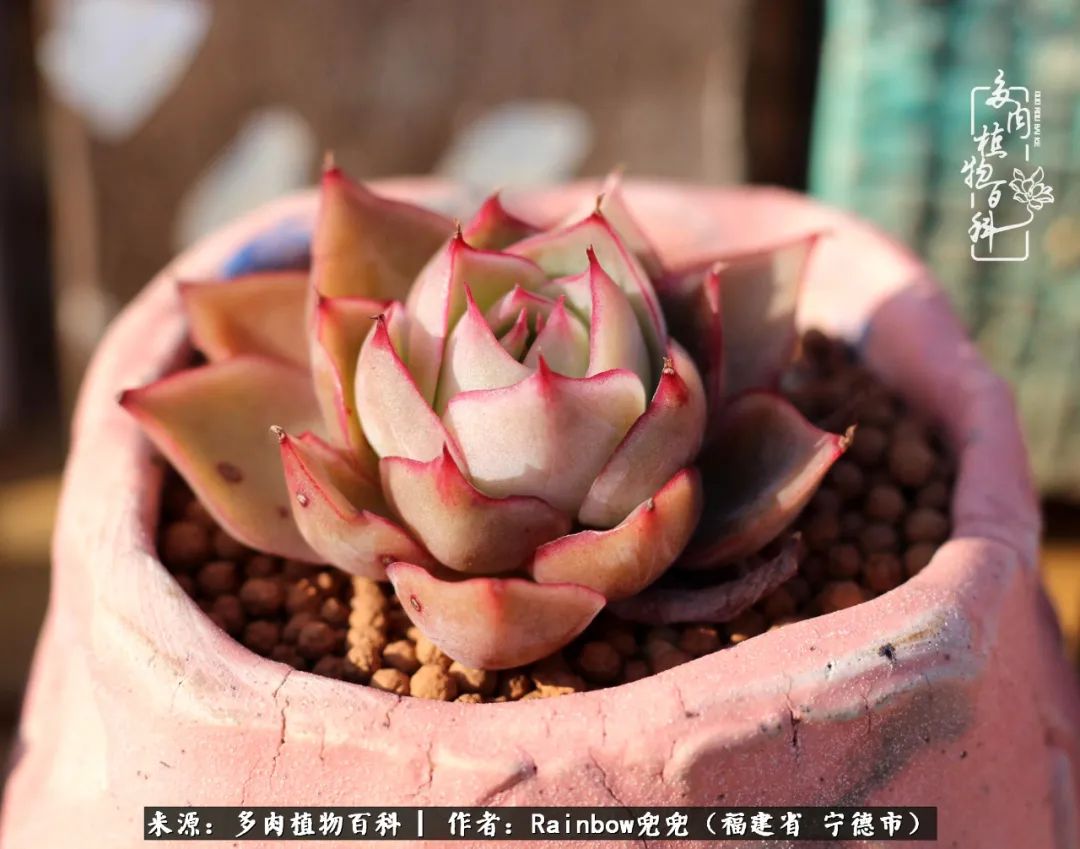 岁月无波澜余生不悲欢是啥意思,愿你岁月无波澜敬我余生无悲欢