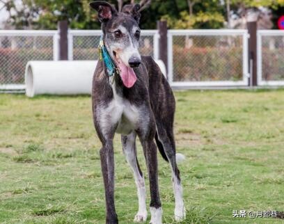 长毛格力犬与短毛格力犬的区别,格力犬的特点是什么