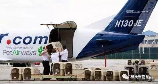 专业宠物托运飞机怎么带小狗,宠物托运需要宠物满足什么条件