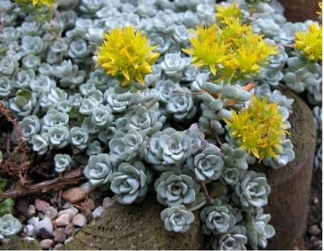 超全多肉术语42种多肉入门术语图文详解让你一文搞懂多肉术语