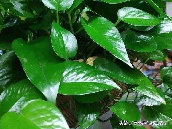 绿萝叶子发紫快速补救方法,绿萝叶子冬天蔫了变软怎么回事