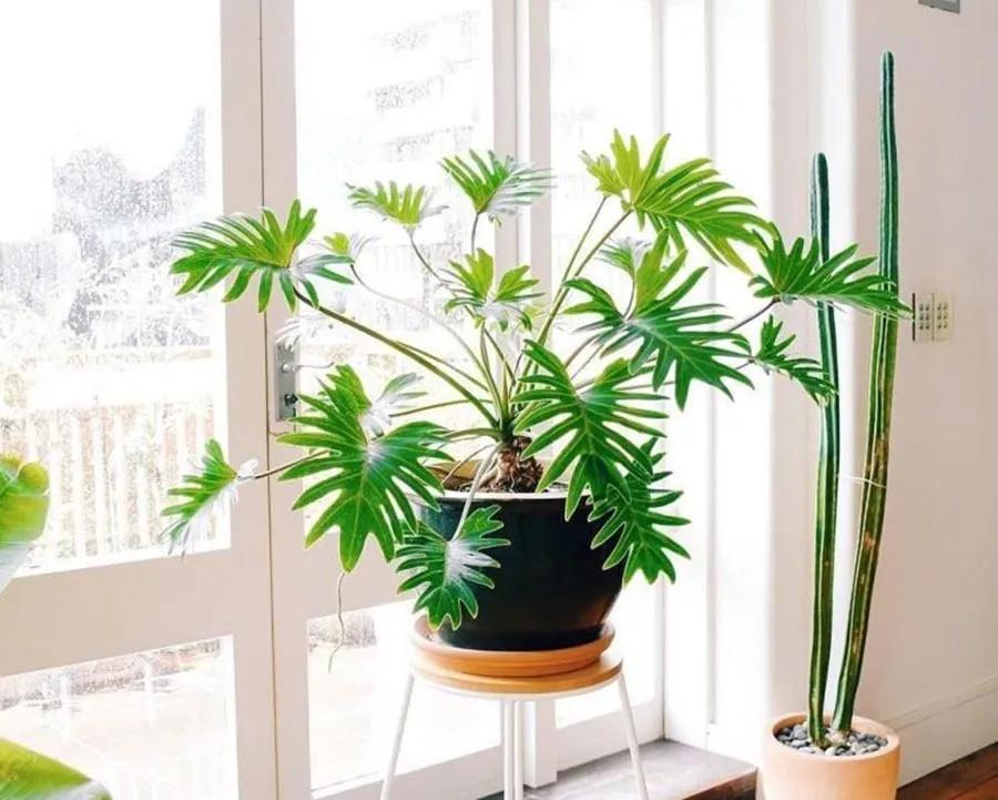 除甲醛排名第一的植物是绿萝吗,新房除甲醛是植物好还是活性炭好