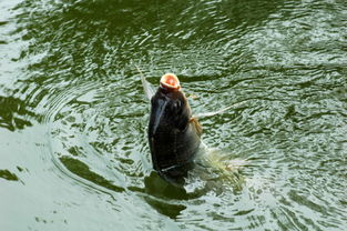 所有钓鱼知识图解图片,还有哪些关于钓鱼的小知识