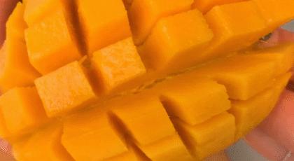 香甜的大芒果海南贵妃芒,芒果味浓郁贵妃芒