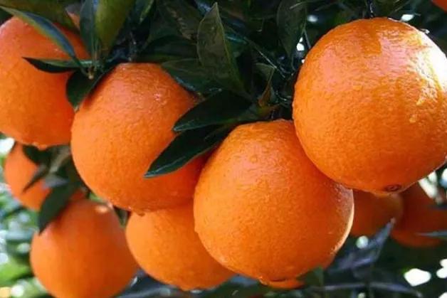 哪个地方出产的橙子最好吃,现在哪里的橙子最好吃