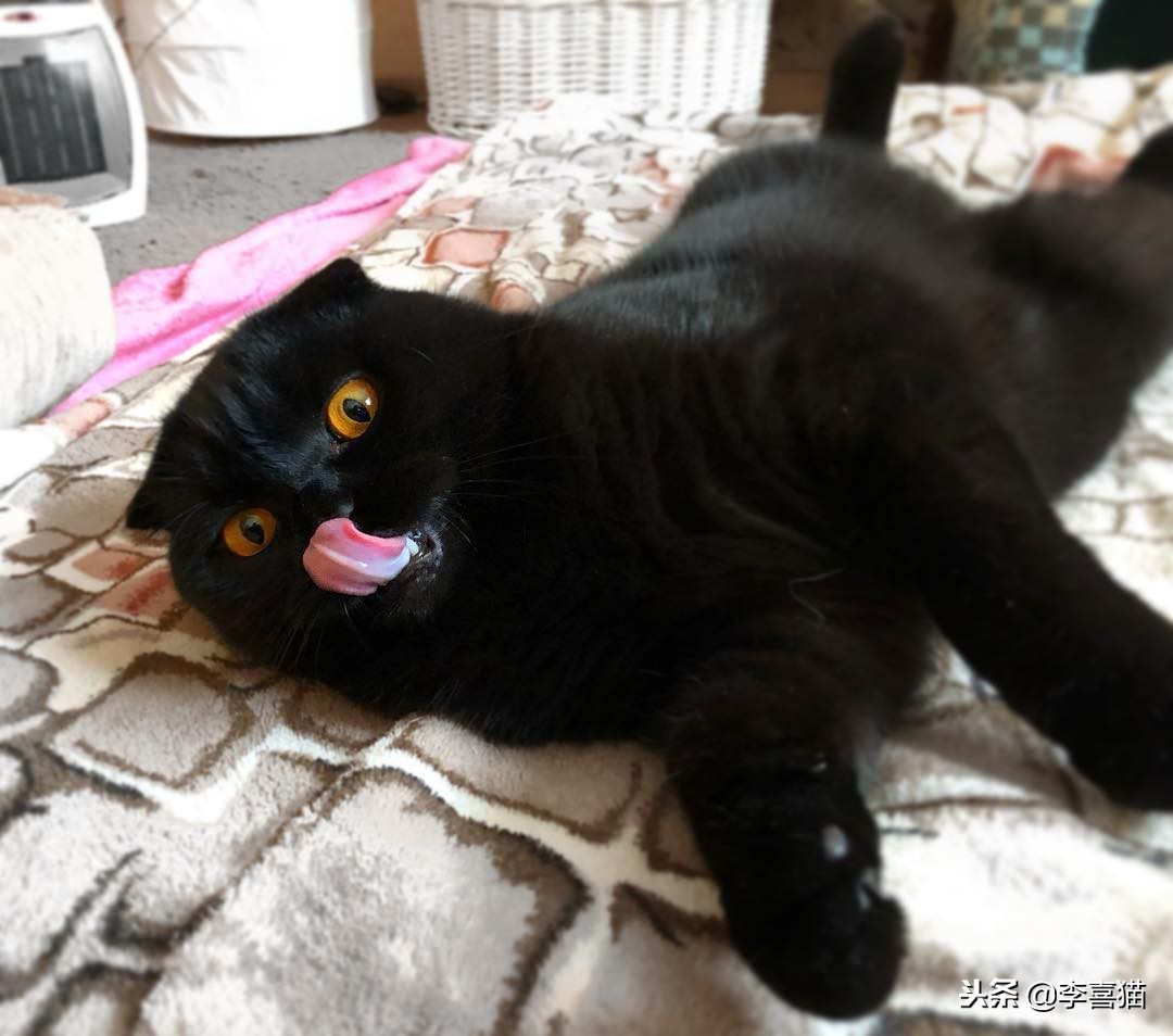 猫咪绝育后为什么不能进食,猫咪绝育后多久不吃东西属于正常