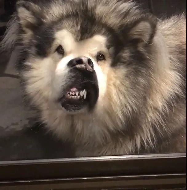 小时候萌长大了帅的狗狗,小时候萌的狗狗