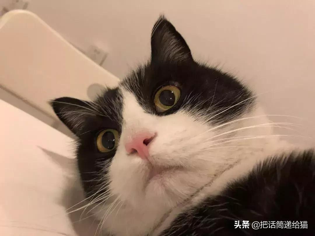 猫故事书籍,猫故事小说