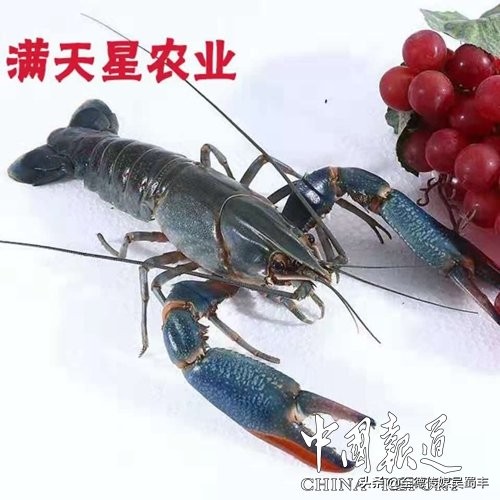 渝北澳洲淡水龙虾,上海澳洲淡水龙虾