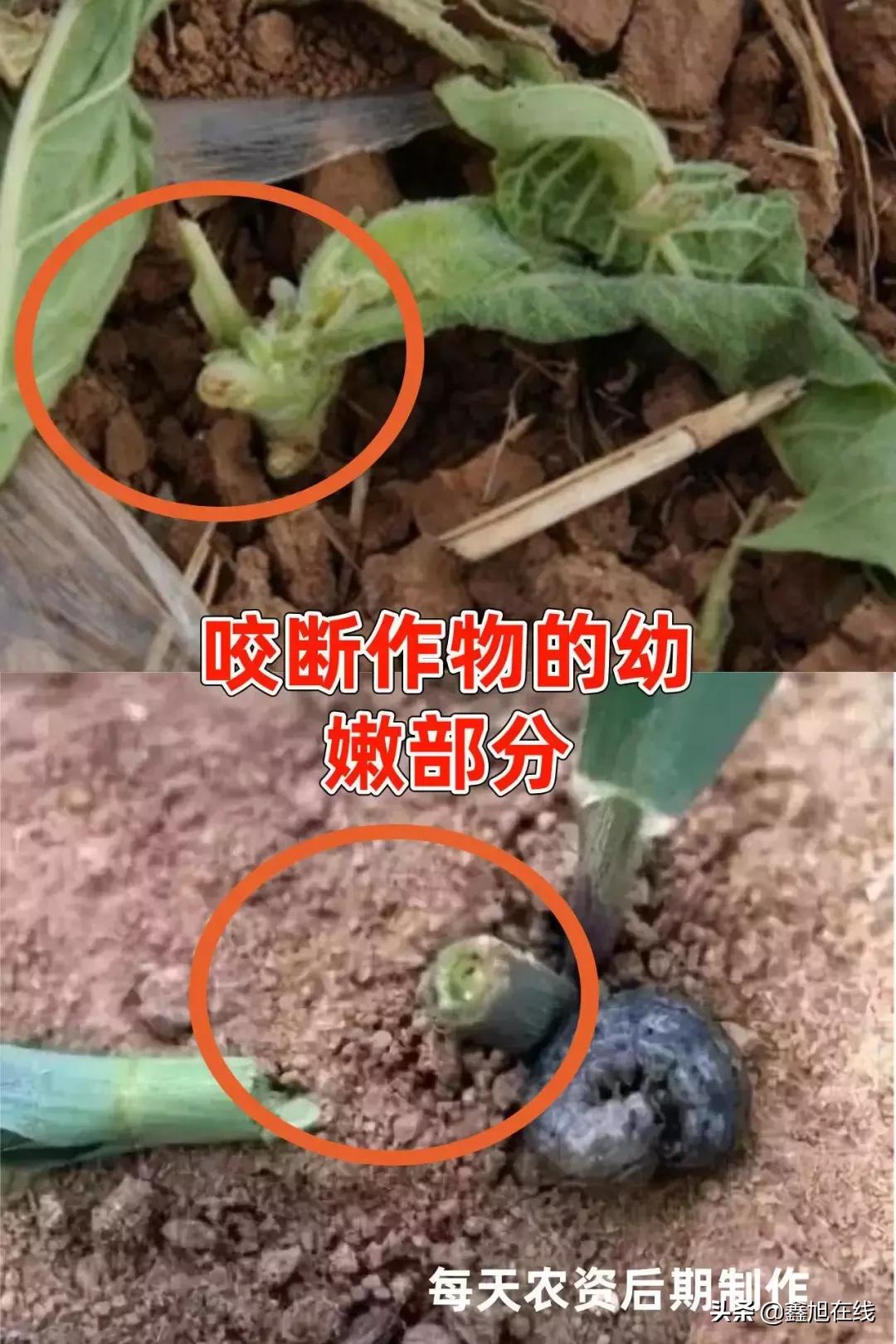 9大肉虫防治，赶紧认清