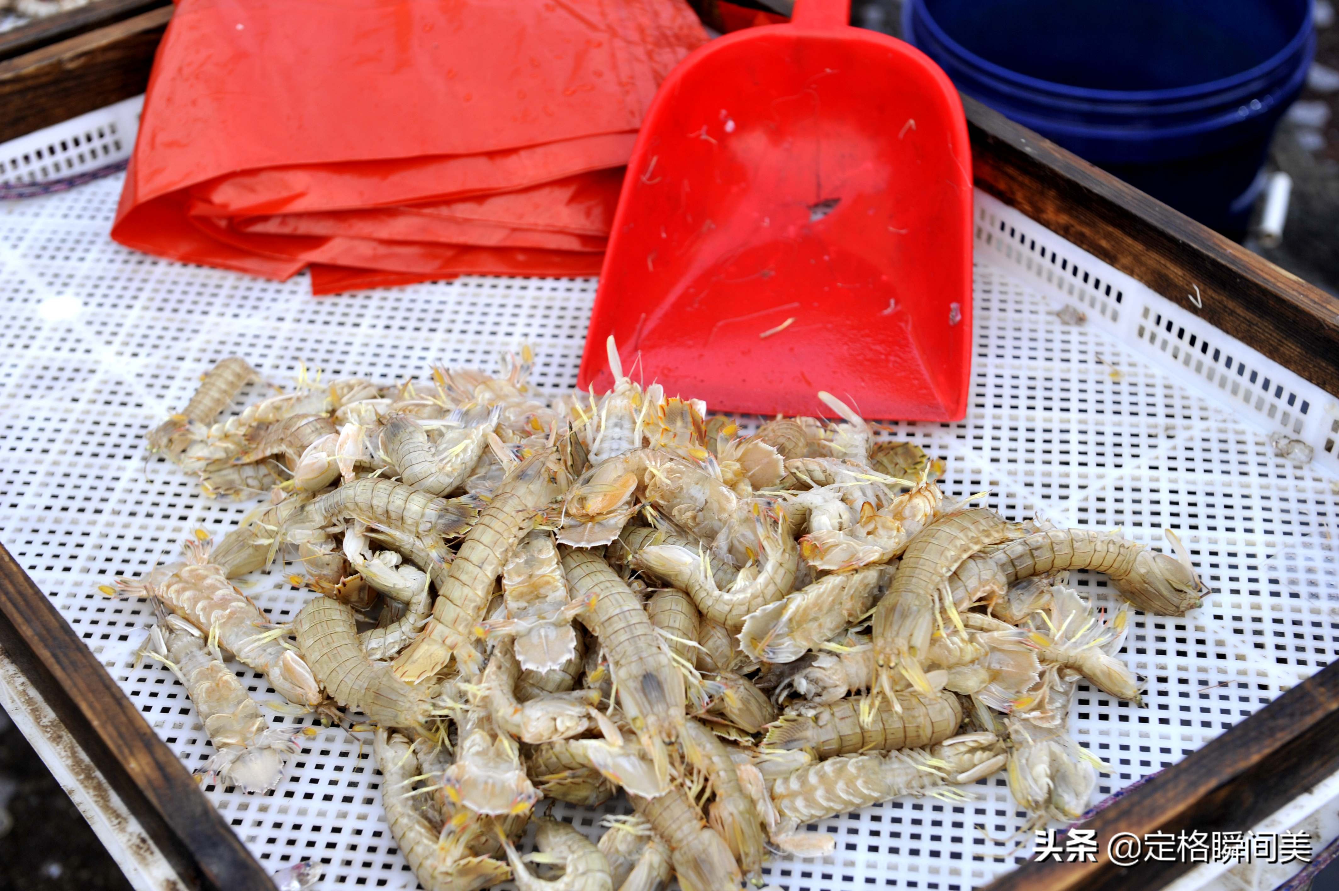 青岛开海新鲜大虾,开海时大虾便宜吗