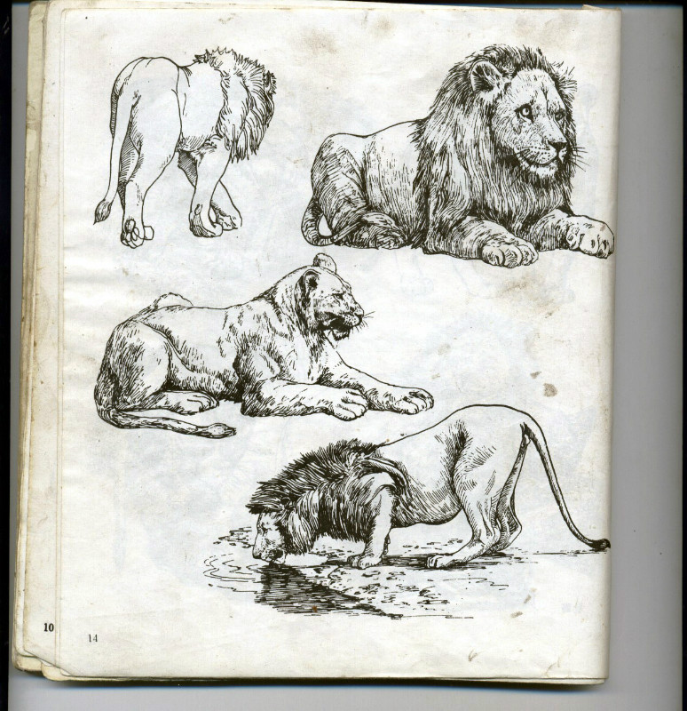 一百幅动物素描,近百幅动物画