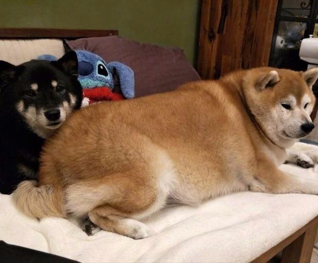 广州去哪里买柴犬比较便宜,广州买柴犬最好的地方