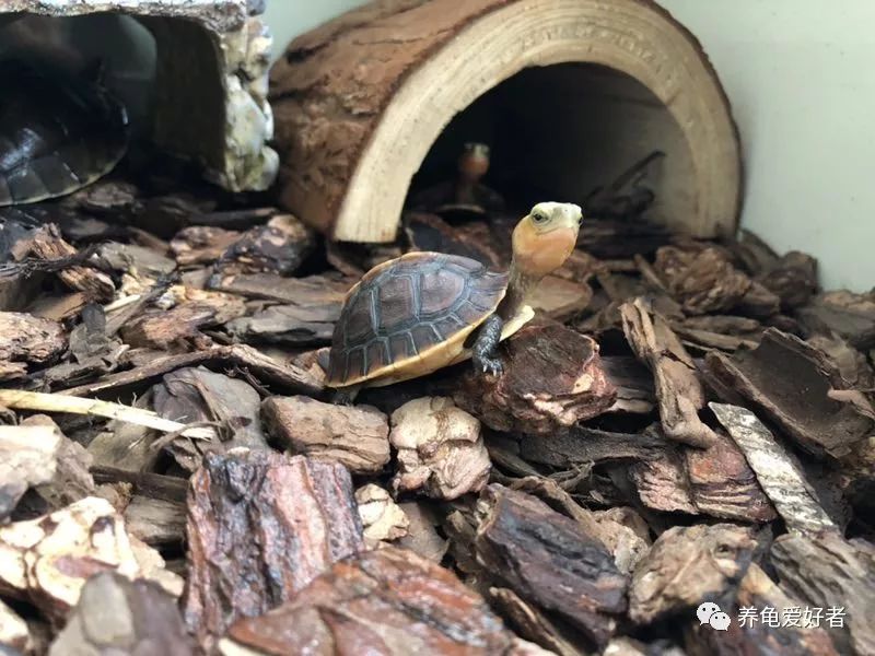 龟龟得了白眼病怎么办,龟得了白眼病该如何治