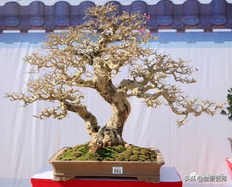 盆景不是一招一式就能完成的,盆景各有各的玩法不用攀比