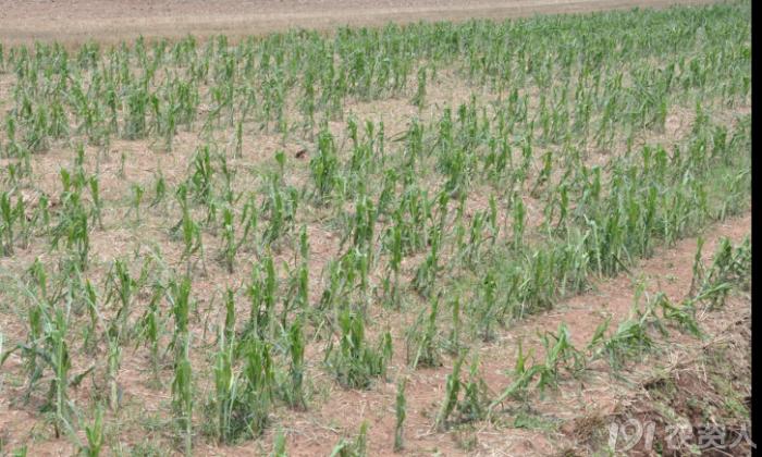 河南适合种植高产玉米,玉米高产高效种植技术