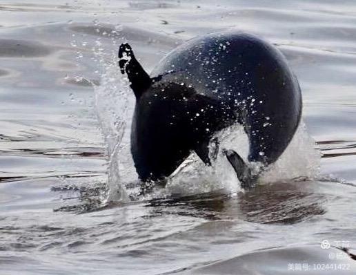 江豚戏水，醉美长江
