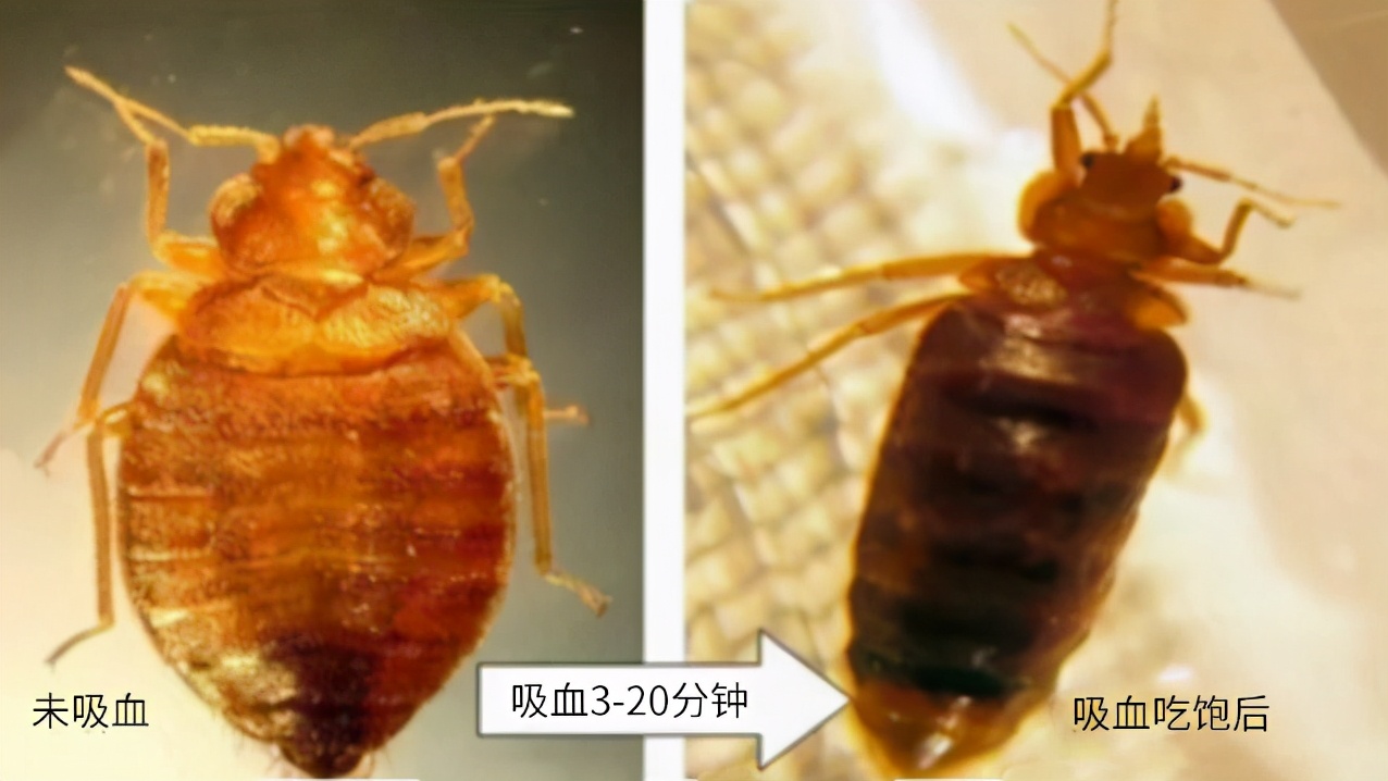 家里发现臭虫应该怎么消灭它们,宿舍有臭虫怎么彻底消灭