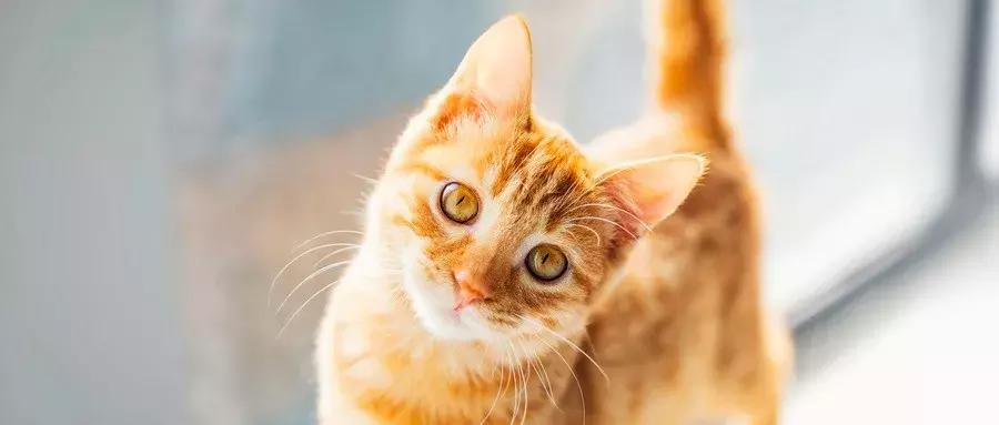 猫咖越来越受欢迎的原因,为什么年轻人喜欢去猫咖